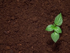 World Soil Day 2021: আজ বিশ্ব মৃত্তিকা দিবস-একনজরে দিনটির গুরুত্ব, ইতিহাস ও এ বছরের থিম