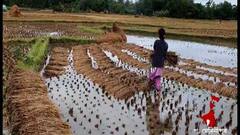 Jawad Rain: লাগাতার বৃষ্টিতে জেলায় জেলায় ব্যাপক ক্ষতি চাষে, সরকারি সাহায্যের আর্জি কৃষকদের | Bangla News