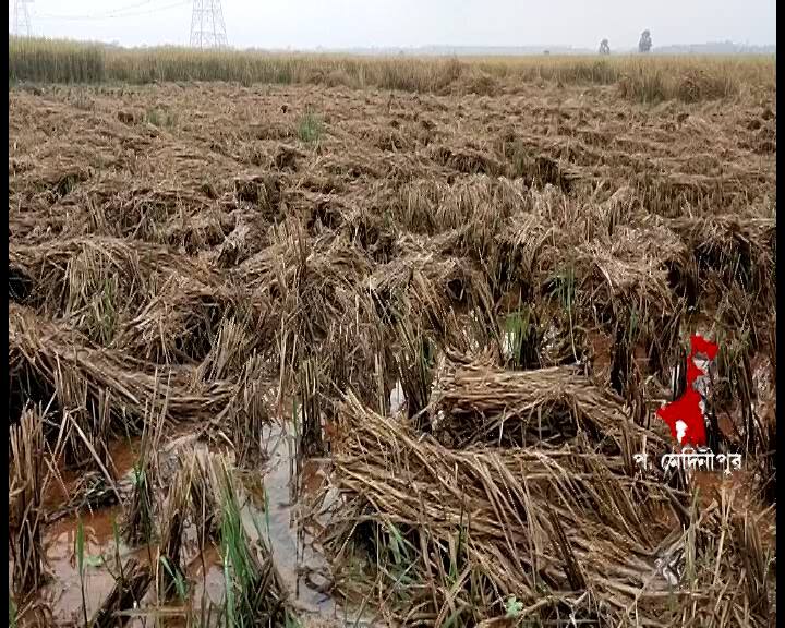 লাগাতার বৃষ্টির জেরে ক্ষতির আশঙ্কায় পশ্চিম মেদিনীপুরের কৃষকরা। ধান কেটেও ঘরে তুলতে পারেননি অনেকে। বৃষ্টির জেরে জমি তৈরি করেও আলু বসাতে না পারায় মাথায় হাত তাঁদের।