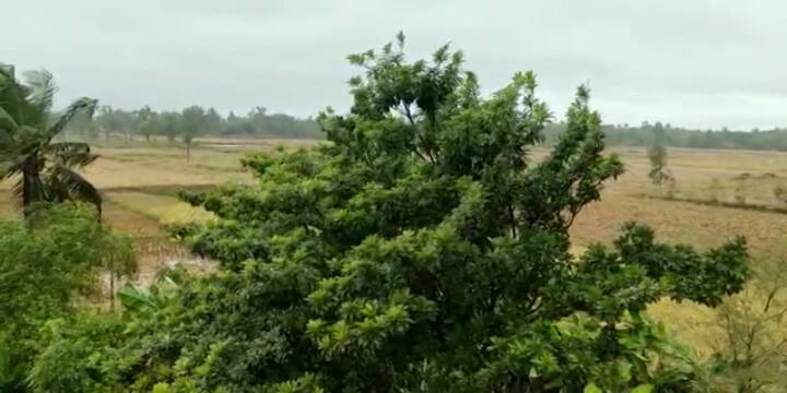 ঘূর্ণিঝড় পরিণত হয়েছে নিম্নচাপে। তার জেরে সুন্দরবনের গোসাবায় সকাল থেকে ঝিরঝিরে বৃষ্টি। বইছে ঝোড়ো হাওয়া।