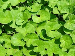 Saraswathi Plant: ఒక సరస్వతి మొక్కను పెంచుకోండి, ఆ ఆకుల రసంతో ఎన్నో ఆరోగ్యసమస్యలు తొలగిపోతాయి