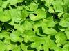 Saraswathi Plant: ఒక సరస్వతి మొక్కను పెంచుకోండి, ఆ ఆకుల రసంతో ఎన్నో ఆరోగ్యసమస్యలు తొలగిపోతాయి