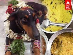 மதுரைக் காரங்க பாசமே வேற ரகம்தான்...வளர்ப்பு நாய்க்கு வளைகாப்பு