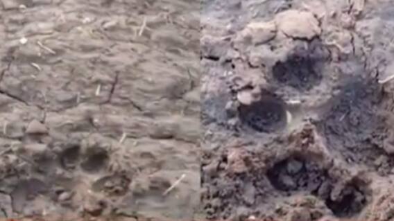 રાજકોટ: જેતપુર તાલુકાના ગ્રામ્ય વિસ્તારમાં સિંહના ધામા, જુઓ ગુજરાતી ન્યૂઝ