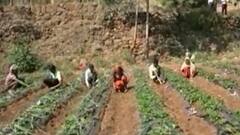 Maharashtra Weather : आठवडाभर कोरडे हवामान, शेतकऱ्यांना मोठा दिलासा