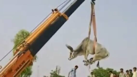 બનાસકાંઠા અને ભાવનગરમાં વધ્યો આખલાનો આતંક, જુઓ ગુજરાતી ન્યૂઝ