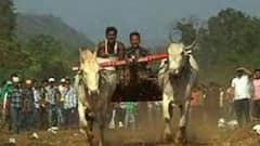 Bullock Cart Race : महाराष्ट्रात बैलगाडी शर्यतींनर बंदी, 15 डिसेंबरला पुन्हा सुनावणी