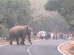 Chhattisgarh News: गौरेला-पेन्ड्रा-मरवाही जिले में पहुंचा हाथियों का झुंड, वन विभाग ने लोगों को दी ये हिदायत