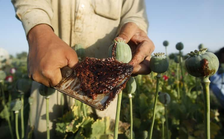 Opium cultivation will be done through CPS method CPS ਵਿਧੀ ਨਾਲ ਹੋਵੇਗੀ ਅਫੀਮ ਦੀ ਖੇਤੀ, ਤਸਕਰੀ ਦੀ ਸੰਭਾਵਨਾ ਘੱਟ, NCB ਜਾਰੀ ਕਰੇਗਾ ਲਾਇਸੈਂਸ