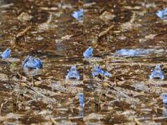 Viral Video: भुवनेश्वर में Cyclone जवाद के असर से मेंढकों ने बदला अपना रंग, देखें रोचक वायरल वीडियो