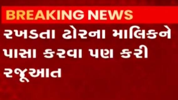 વડોદરાઃ રખડતા ઢોરની અડફેટે આવતા BJP મહિલા આગેવાને કરી પોલીસ ફરિયાદ