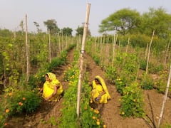 छत्तीसगढ़: सब्जी और फूलों की खेती से लाखों की कमाई कर रही महिलाएं, सरकार से भी मिली मदद