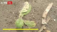 Nellore Marripadu Tobacco Farmers : పొగాకు సాగుకి సహకరించండి.. లేదా పంటను రద్దు చేయండి | ABP Desam