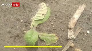 Nellore Marripadu Tobacco Farmers : పొగాకు సాగుకి సహకరించండి.. లేదా పంటను రద్దు చేయండి | ABP Desam