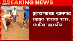 Buldhana: बुलढाण्याच्या खामगाव शहरात वाघाचा वावर,स्थानिक दहशतीत ABP Majha