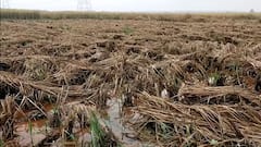 Jawad Rain: অকাল বর্ষণে নষ্ট হবে ফসল, আশঙ্কায় কৃষকদের অনেকেই| Bangla News