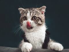 Shakunam: పిల్లి మాత్రమే కాదు.. ఇవి ఎదురైనా తలచిన పనులు జరగవట..