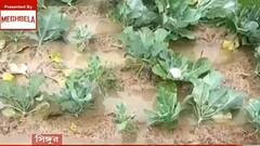 Heavy Rain: লাগাতার বৃষ্টি কৃষিতে ব্যাপক ক্ষতি, সরকারি সাহায্যের আর্জি কৃষকদের। Bangla News