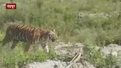 Chandrapur Tiger: चंद्रपूर महाऔष्णिक वीज केंद्रातील एका वाघाचा व्हीडिओ व्हायरल ABP MAJHA