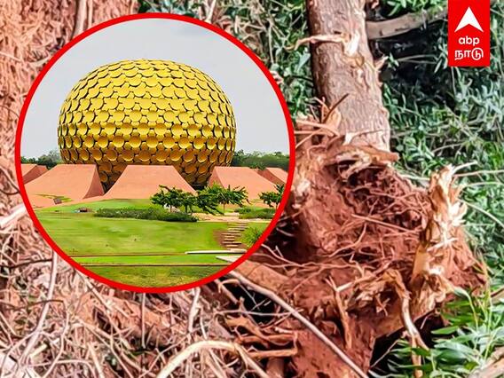 Auroville Pondicherry: இரவோடு இரவாக வெட்டப்பட்ட மரங்கள்..என்ன நடக்கிறது ஆரோவில்லில்?