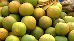 Mosambi : बदलत्या हवामानाचा शेचकऱ्यांना फटका, मोसंबीच्या बागा तोडण्याचा का घेतला शेतकऱ्यांनी कऱ्यांनी निर्णय?