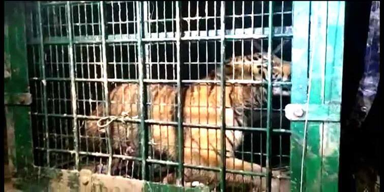 South 24 Pargana: The Royal Bengal Tiger was finally caught on the map of Kultali South 24 Pargana: কুলতলীর মৈপীঠে অবশেষে ধরা পড়ল রয়্যাল বেঙ্গল টাইগার