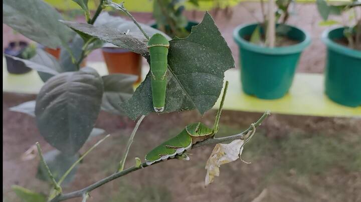 উদ্যানে কিভাবে প্রজাপতির লার্ভা তারপর পিউপা এবং তারপর সেখান থেকে প্রজাপতির জন্ম। এই গোটা জীবনচক্র দেখা যাচ্ছে।