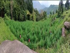 அப்பப்பா..! 5964 ஏக்கரில் கஞ்சா சாகுபடி. தலைசுற்றி நின்ற போலீசார்! தொடரும் வேட்டை!