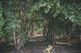 sandalwood-farming-crores-profit-full-process-business-idea Sandalwood Farming: ਇਸ ਰੁੱਖ ਦੀ ਕਾਸ਼ਤ ਤੁਹਾਨੂੰ ਬਣਾ ਸਕਦੀ ਅਮੀਰ! ਕਰੋੜਾਂ 'ਚ ਕਮਾਈ