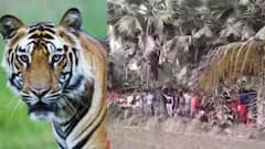 Tiger Panic: কুলতলিতে লোকালয়ে বাঘ? ছড়াল আতঙ্ক| Bangla News