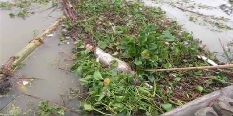 Hooghly Serampore crocodiles carcass found floating in Ganga river near kalibabur ghat Hooghly News: শ্রীরামপুরে গঙ্গায় কুম্ভীর বিভ্রাট! কী ভাসছে জলে? কৌতুহলে ভিড় কালিবাবুর ঘাটে