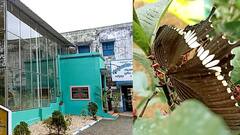 Birbhum News: বেনজির উদ্যোগ, সরকারি অনুদানে স্কুলেই তৈরি 'প্রজাপতি উদ্যান', সাড়া ফেলেছে রাজ্যে