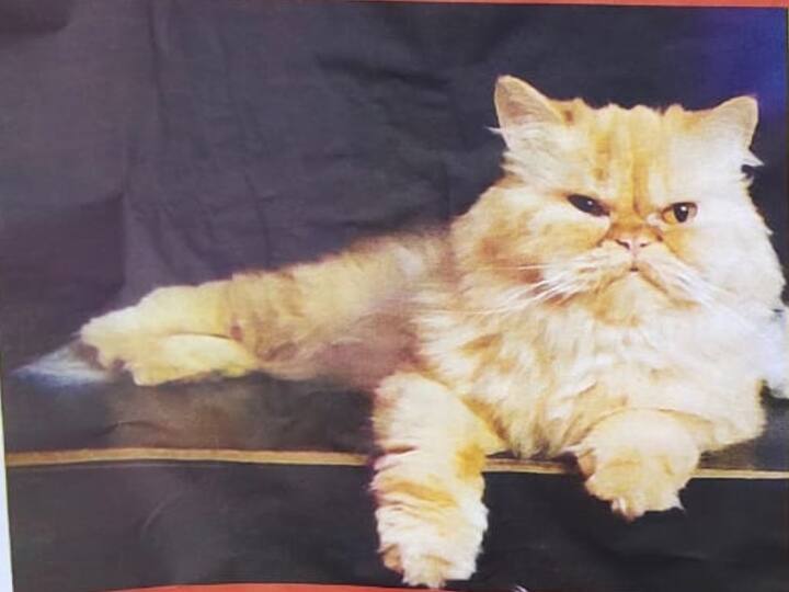 Cat missing: Bizarre poster in Coimbatore; Rs.5000 reward to find 