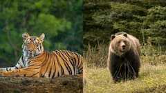 Tiger-Bear Scare: কুলতলিতে বাঘের আতঙ্ক, জলপাইগুড়ি শহরে ভালুকের ভয় | Bangla News