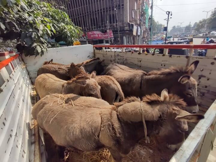 vellore Police Arrested Donkey smugglers தமிழ்நாட்டில் திருடி ஆந்திராவிற்கு கடத்த முயன்ற கழுதைகள் மீட்பு: இறைச்சிக்காக களமிறங்கிய கும்பல்!