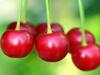 Foods for Cancer: క్యాన్సర్ను అడ్డుకునే ఆహార పదార్థాలివే... వారంలో ఓసారైనా తినండి