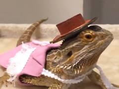 अब मार्केट में छिपकलियों के कपड़े भी होने लगे डिजाइन, साइज और फिटिंग के हिसाब से ये कंपनी तैयार करती है फेशनेबल ड्रेस