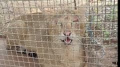 નવસારીઃ જંગલી બિલાડી પાંજરે પુરાતા ગ્રામજનોએ લીધો રાહતનો શ્વાસ, જુઓ ગુજરાતી ન્યૂઝ