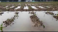 Potato Cultivation: নিম্নচাপের বৃষ্টিতে ব্যাপক ক্ষতি আলুচাষে, দাম বাড়ার আশঙ্কা কৃষকদের। Bangla News