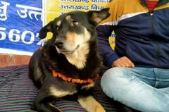 દેહરાદૂનમાં કૂતરો બેઠો ભૂખ હડતાળ પર, જાણો વિગત