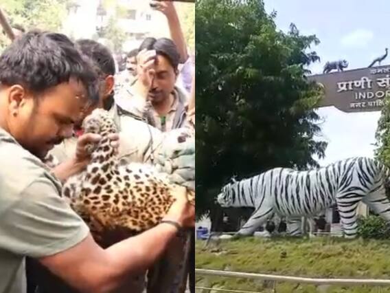 Indore News: 6 दिन बाद मिला कमला नेहरू प्राणी संग्रहालय से गायब तेंदुआ, वन विभाग की टीम ने किया रेस्क्यू Indore News: 6 दिन बाद मिला कमला नेहरू प्राणी संग्रहालय से गायब तेंदुआ, वन विभाग की टीम ने किया रेस्क्यू