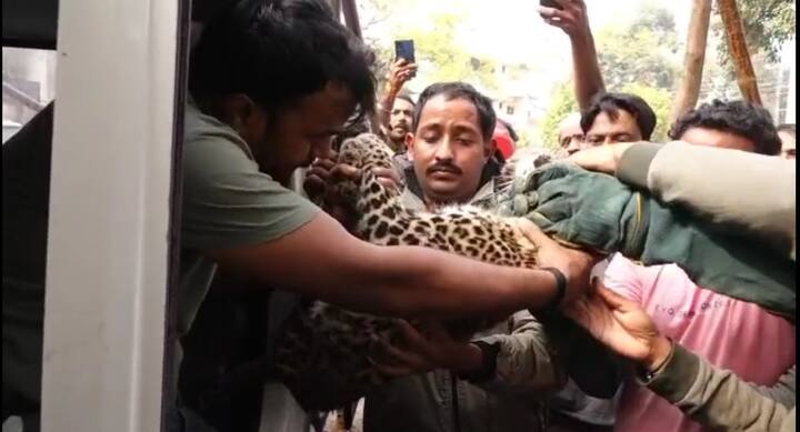 बता दे मामला 1 दिसंबर की रात का है जब बुरहानपुर के नेपानगर से वन विभाग की टीम एक घायल तेंदुए को इलाज के लिए इंदौर के ज़ू लेकर पहुंची थी, लेकिन रात काफी हो जाने और पर्याप्त कर्मचारी नहीं होने के कारण ज़ू प्रभारी डॉ उत्तम यादव ने इस तेंदुए की कस्टडी लेने के मना करते हुए इसे सुबह लाने की बात कही थी, लेकिन वन विभाग के कहने पर ज़ू प्रभारी ने उन्हें एक रात ज़ू में ही बिताने की अनुमति दे दी थी.