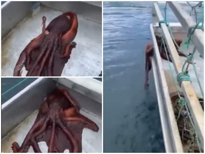 Viral Video : Big Octopus escaped from small hole, video of fishing boat getting viral Viral Video: भारी-भरकम ऑक्टोपस ने किया चौंकाने वाला काम, फिशिंग बोट के छोटे से छेद से हो गया फरार, देखते रह गए सब