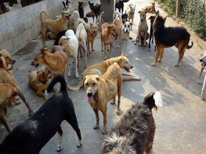 Delhi Number of dog bites tripled across Delhi while 35 crores were spent on dog sterilization campaign सावधान! दिल्ली में लावारिस कुत्तों का आतंक खतरनाक स्तर तक बढ़ा, काटने के मामलों में तीन साल में तीन गुना इजाफा