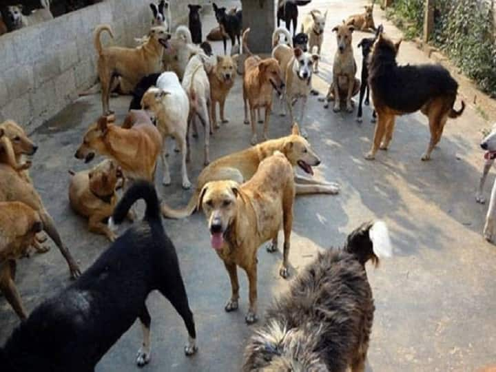 West Delhi, Dogs attacked a 3 -year-old Girl playing in a park,  the girl died Delhi News: पश्चिमी दिल्ली के एक पार्क में खेल रही 3 साल की मासूम पर कुत्तों के झुंड ने किया हमला, बच्ची की मौके पर मौत