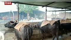 HINGOLI : दूध उत्पादनात दिवसाला जवळपास १५ ते २० टक्क्यांनी घट ABP MAJHA