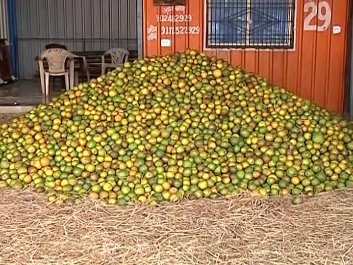 Damage to sweet lemon crops in Beed Aurangabad due to rain मराठवाड्यात अतिवृष्टीचा फटका, मोसंबीला कवडीमोल भाव, शेतकऱ्यांनी चालवली बागांवर कुऱ्हाड 