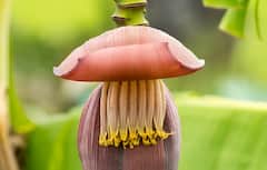 Banana Flower Benefits: துவர்ப்பு சுவையுடன் கூடிய வாழைப்பூவில் இத்தனை சத்துக்களா?