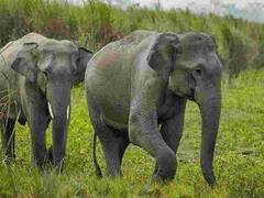 Jharkhand: गढ़वा जिले में जारी है हाथियों का उत्पात, ये बात जानकर हैरान रह जाएंगे आप 