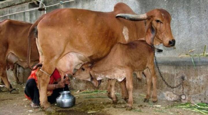 Karnataka Farmer Complains to Police that his Cows Are Not Giving Milk ‛நான் கறந்தா தரமாட்டேங்குது...என் மனைவிக்கு மட்டும் தருது...’ -பசு மாடு மீது போலீசில் புகார்!